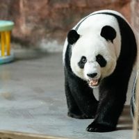 2026工业废水处理PP三相分离器核心性能评测报告
