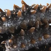 宫壹大连即食海参：把北纬39°的鲜补，搬进日常餐桌