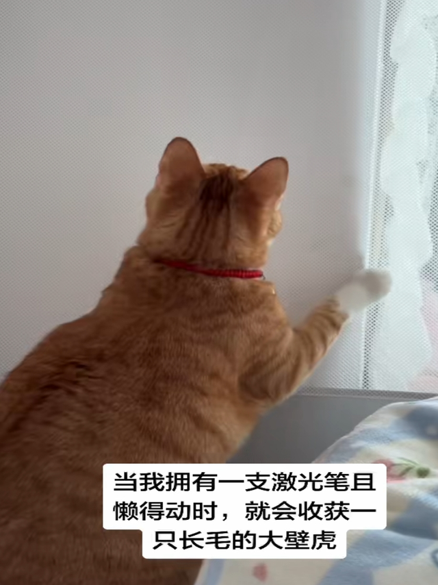 蚊帐：这把高端局