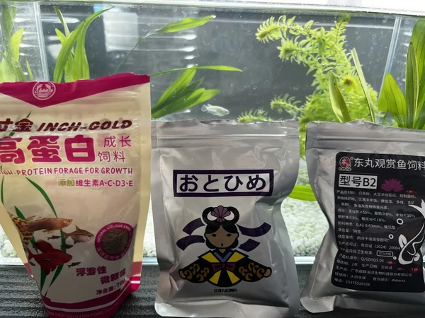 观背青鳉爱吃排行榜2.0