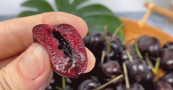 医生称车厘子果蝇的幼虫水洗不掉 