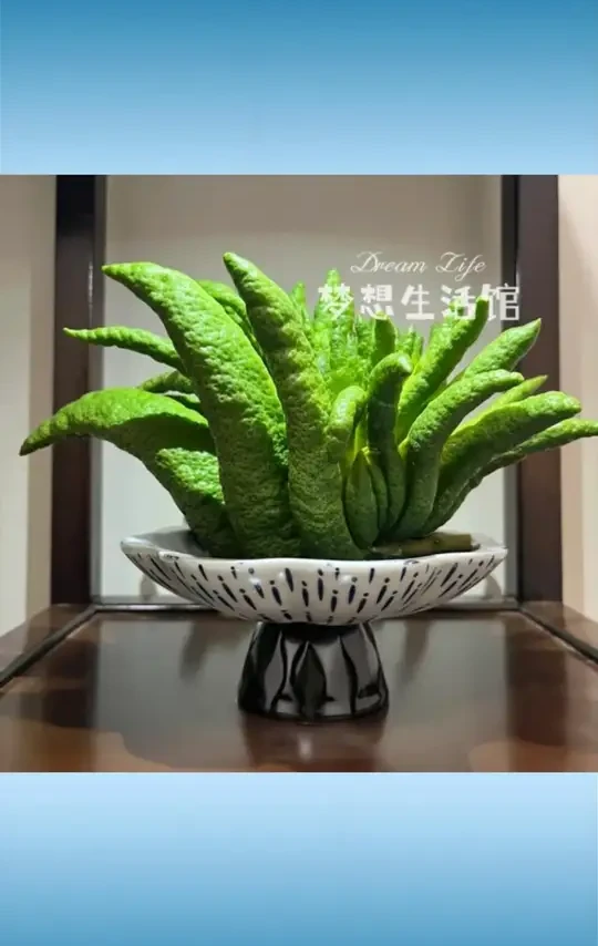 佛手柑托盘器皿养花观赏花盆摆件香橼花器摆放盘容器中式复古花瓶 #佛手柑托盘 #养花观赏花盆 #香橼花器 #中式复古花瓶 #摆放盘容器