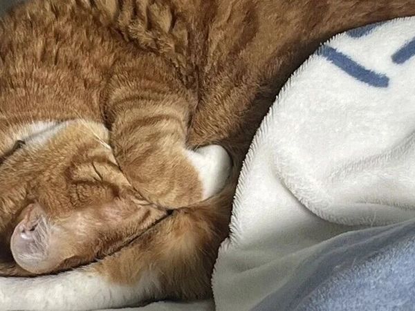猫咪睡床脚，真的能辟邪