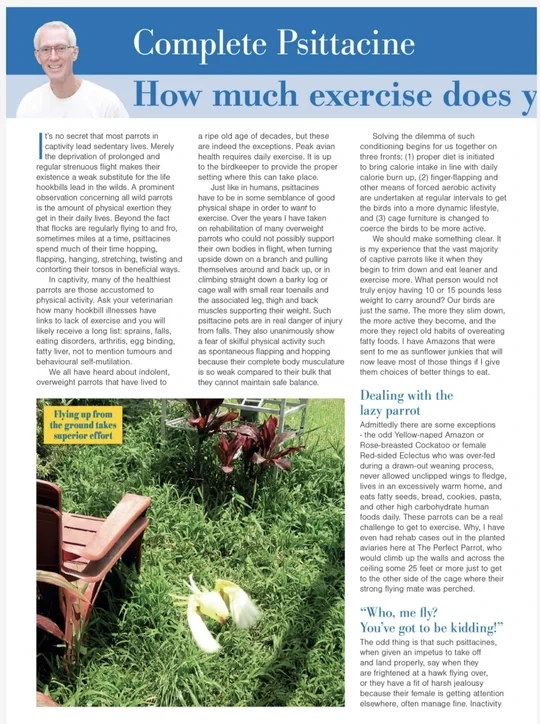 圈养鹦鹉缺乏锻炼的危害和改善措施