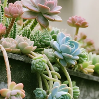 一女子晒多肉，养成“六亲不认”的样子，网友：美如妖，成精了！