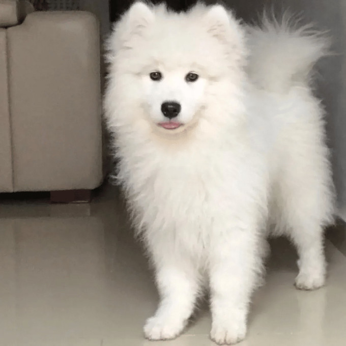 皇家狗粮