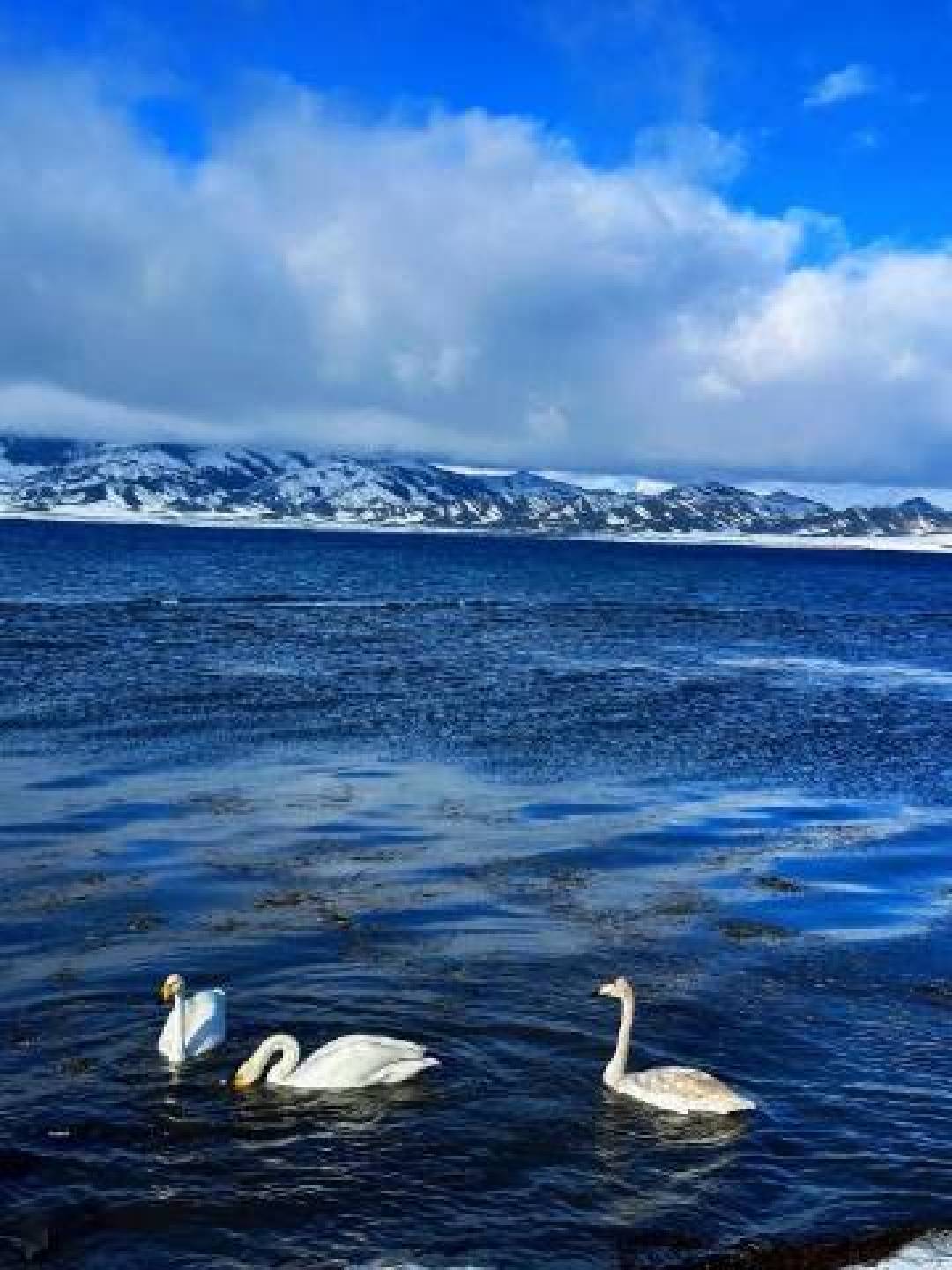 赛里木湖冬日封神,蓝冰气泡冰与天鹅共筑的冰雪童话世界