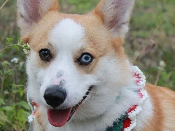 究竟什么样的狗粮才是好狗粮？