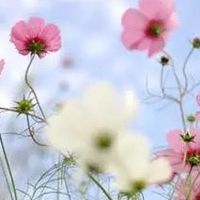 几款好用发膜推荐及使用感受