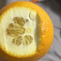 赣南脐橙