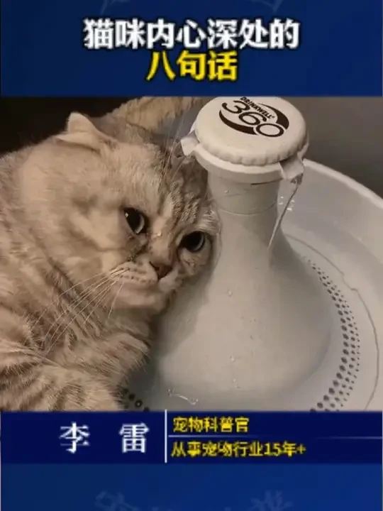 猫咪内心深处的八句话。 #新手养猫 #养宠进阶指南 #科学养宠攻略 #养猫经验分享 #猫咪