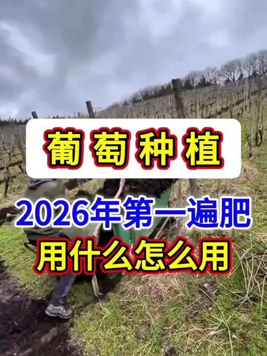 葡萄树2026年的第一遍肥应该怎么用#葡萄 #葡萄种植 #葡萄高产管理 #葡萄施肥