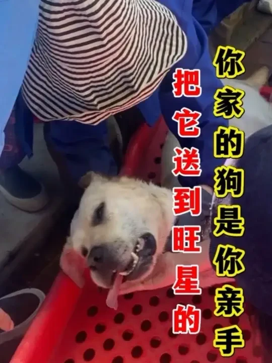 #养狗经验分享 #宠物科普 #狗狗体内驱虫#狗狗驱虫药 #养狗小知识