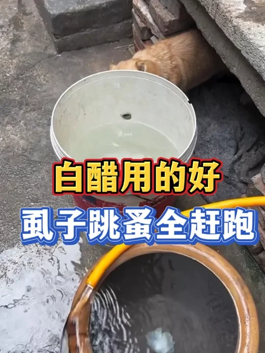 白醋用的好虱子跳蚤全赶跑