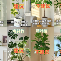 10种提升客厅颜值的懒人绿植，内附养护攻略！还有8种有毒的别选