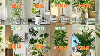 10种提升客厅颜值的懒人绿植，内附养护攻略！还有8种有毒的别选