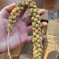 养鹦鹉真的离不开谷穗子