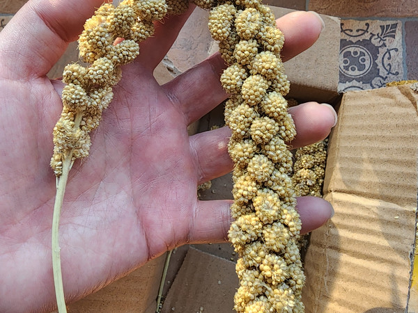 养鹦鹉真的离不开谷穗子