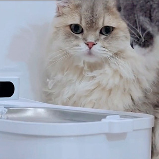 ✨从CES2026全球消费电子展火出圈的猫饮水机：养宠人挪不开眼