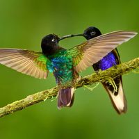 动物偷吃瞬间 vs 传统宠物摄影？我们汇总了86位用户真实观点