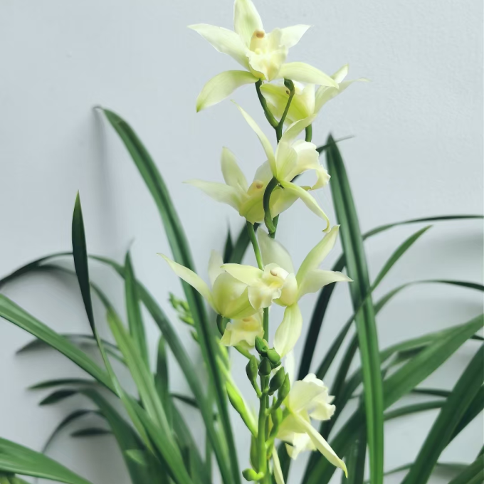 鲜花绿植