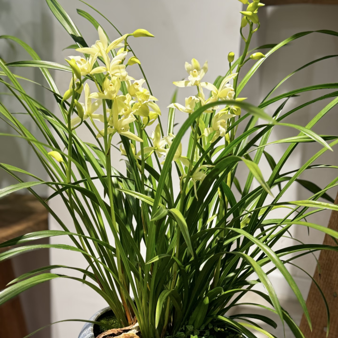 鲜花绿植