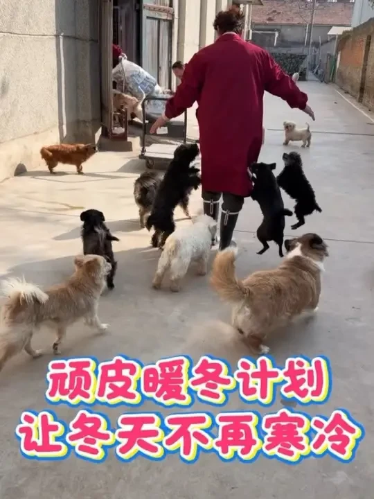 希望每一个毛孩子都能过上一个温暖的冬天～ #顽皮公益 #顽皮暖冬计划 #流浪动物救助