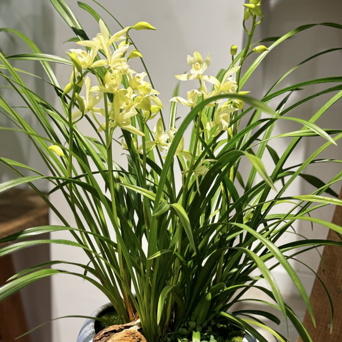 鲜花绿植