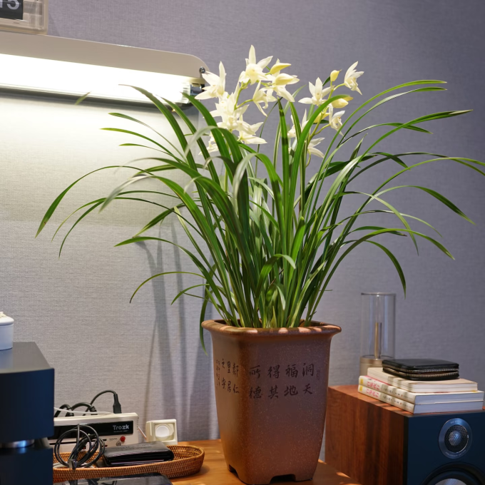 鲜花绿植