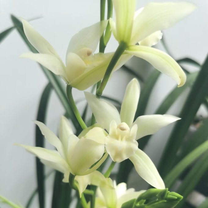 鲜花绿植