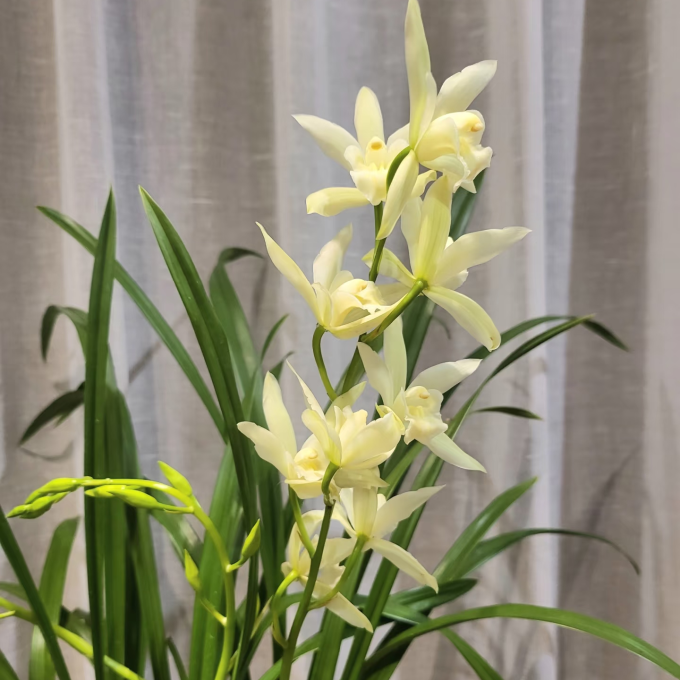鲜花绿植