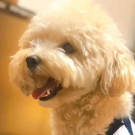 狗罐头哪个牌子好？十款高口碑高性价比款铲屎官闭眼入