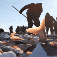 参与抽奖可零元购京东169万拍下的查干湖“头鱼”