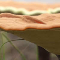 2026灵芝选哪家不踩雷？专业私藏清单