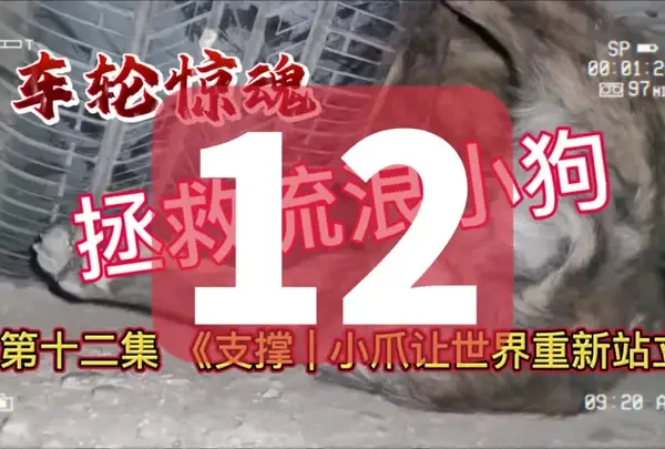 “车轮惊魂 拯救流浪小狗” 之 
第十二集《支撑 | 小爪让世界重新站立》（续更）#救助流浪动物#救助流浪狗 #汪星人#动物保护法