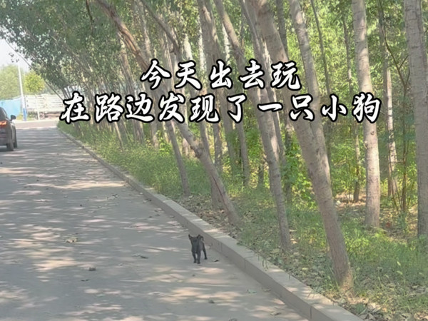 路边救助了一条流浪的小奶狗