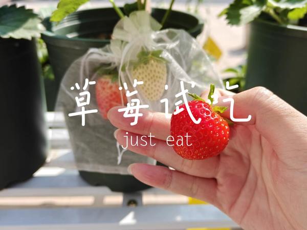 新品草莓品鉴1 :白隋珠 徽黄 芊雪