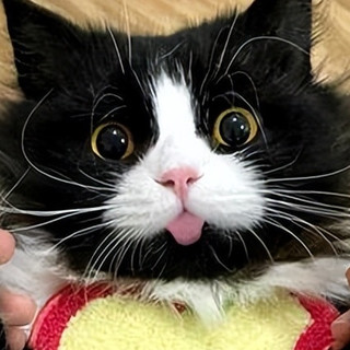 怎么选猫粮？2026年优质猫粮排行榜，快码住！