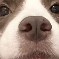 狗罐头性价比推荐，挑对不挑贵，省钱养狗这样选就对了！