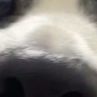 狗罐头好不好？狗罐头什么品牌好？红榜良心推荐，这些品牌真靠谱