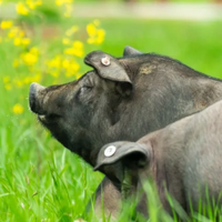 七环牧场的漫养300天以上的高原黑猪小知识分享