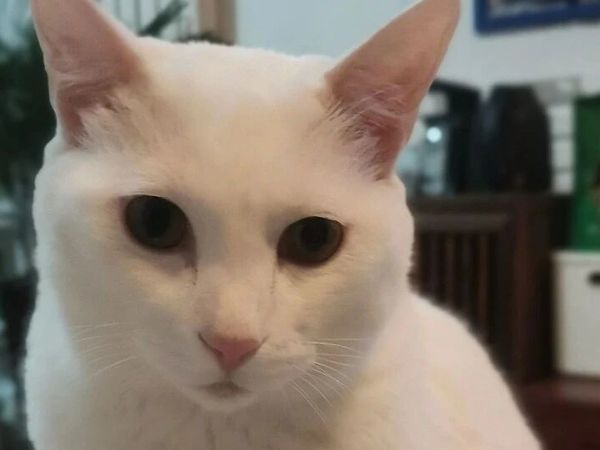 你家换智能马桶了吗？