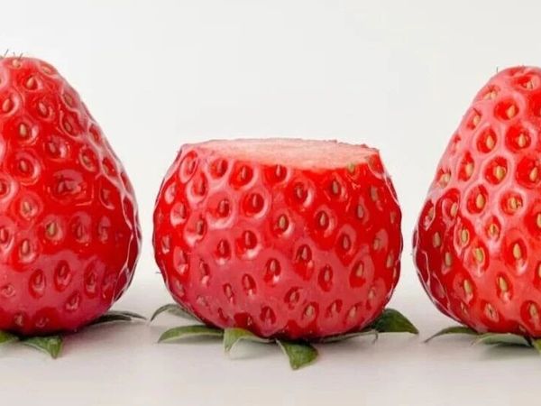 水果皇后 草莓
