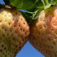 阳台宝藏：山东奶油草莓，叶子大、颜值高、果子甜得醉人！