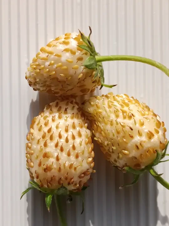 阿尔卑斯白草莓