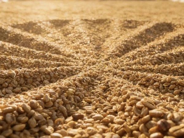 咖啡风味的“洲际密码”：四大洲咖啡豆风味全解析