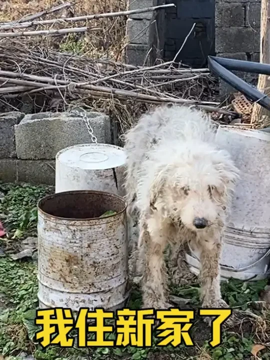 治疗后重获新生！与残疾老人相守的狗狗终于出院，如今入住新小院#狗狗 #善待动物 #救助流浪狗