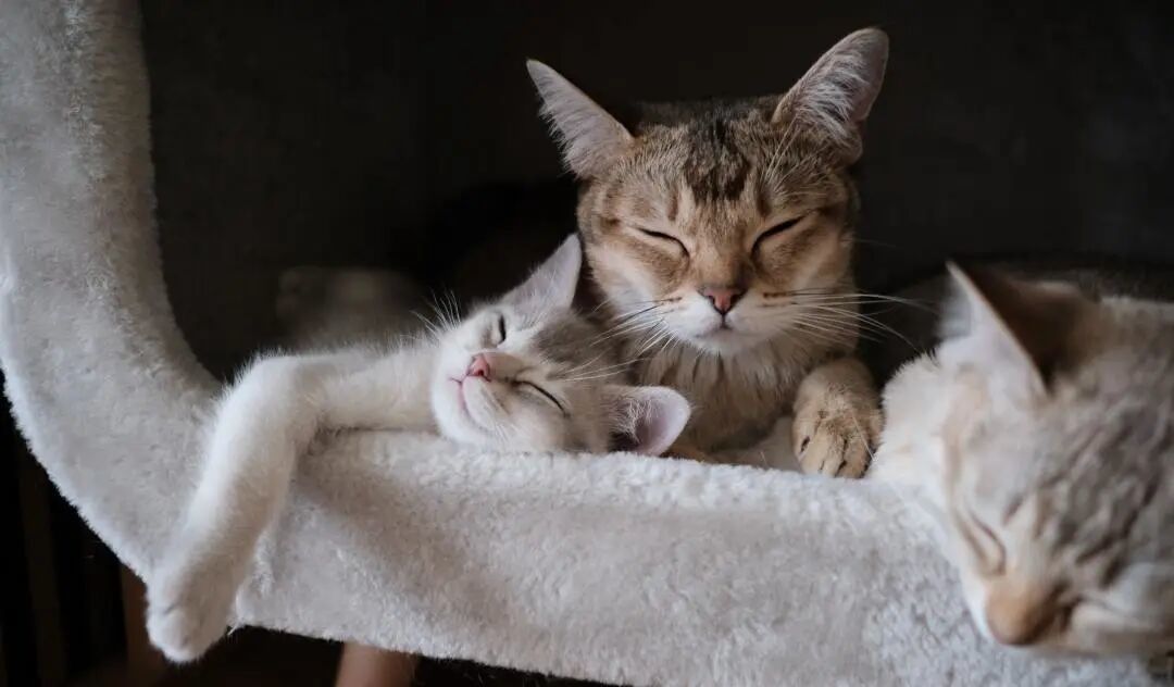 养猫必读:揭秘猫咪五大高发遗传病