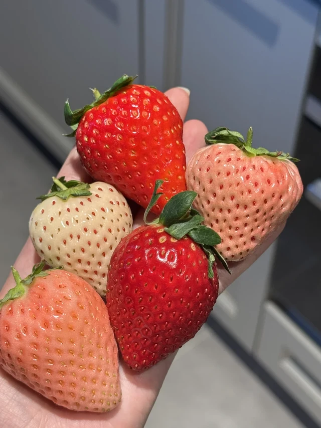 草莓品种合集🍓