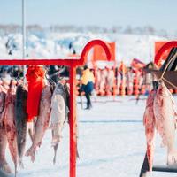 查干湖天价头鱼值不值？169万拍卖背后的文化与商业之争